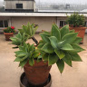 Meet your Posher, Annette